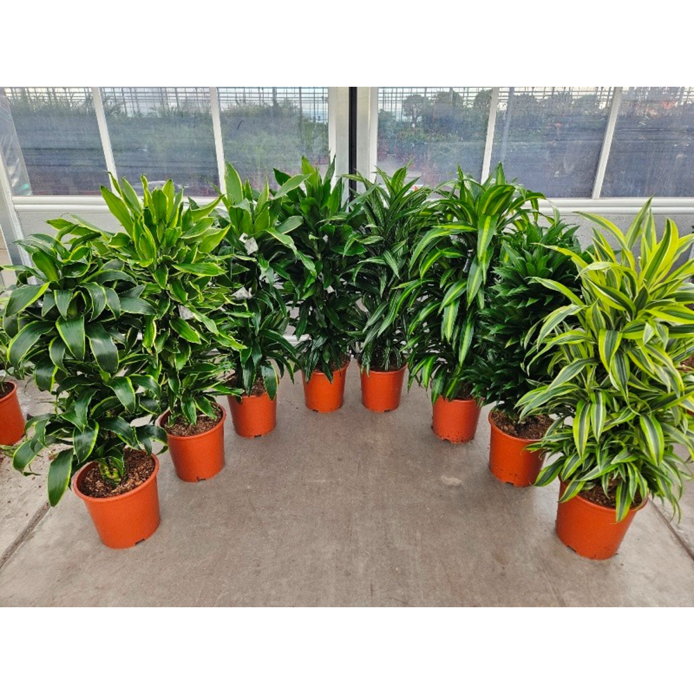 Dracaena fragrans Mixkar 27.
