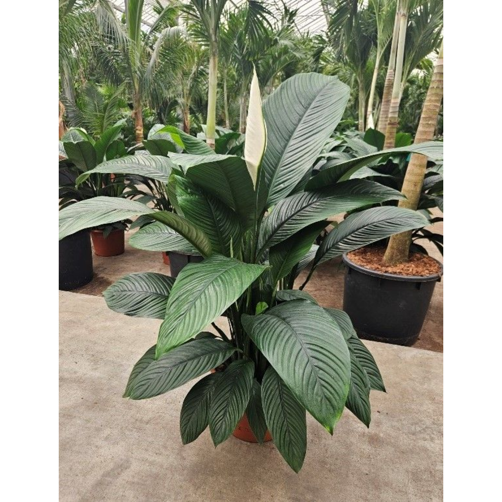 Spathiphyllum Sensation.