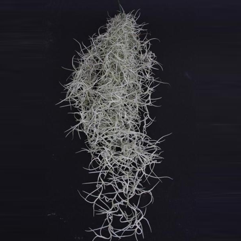 Tillandsia usneoides.