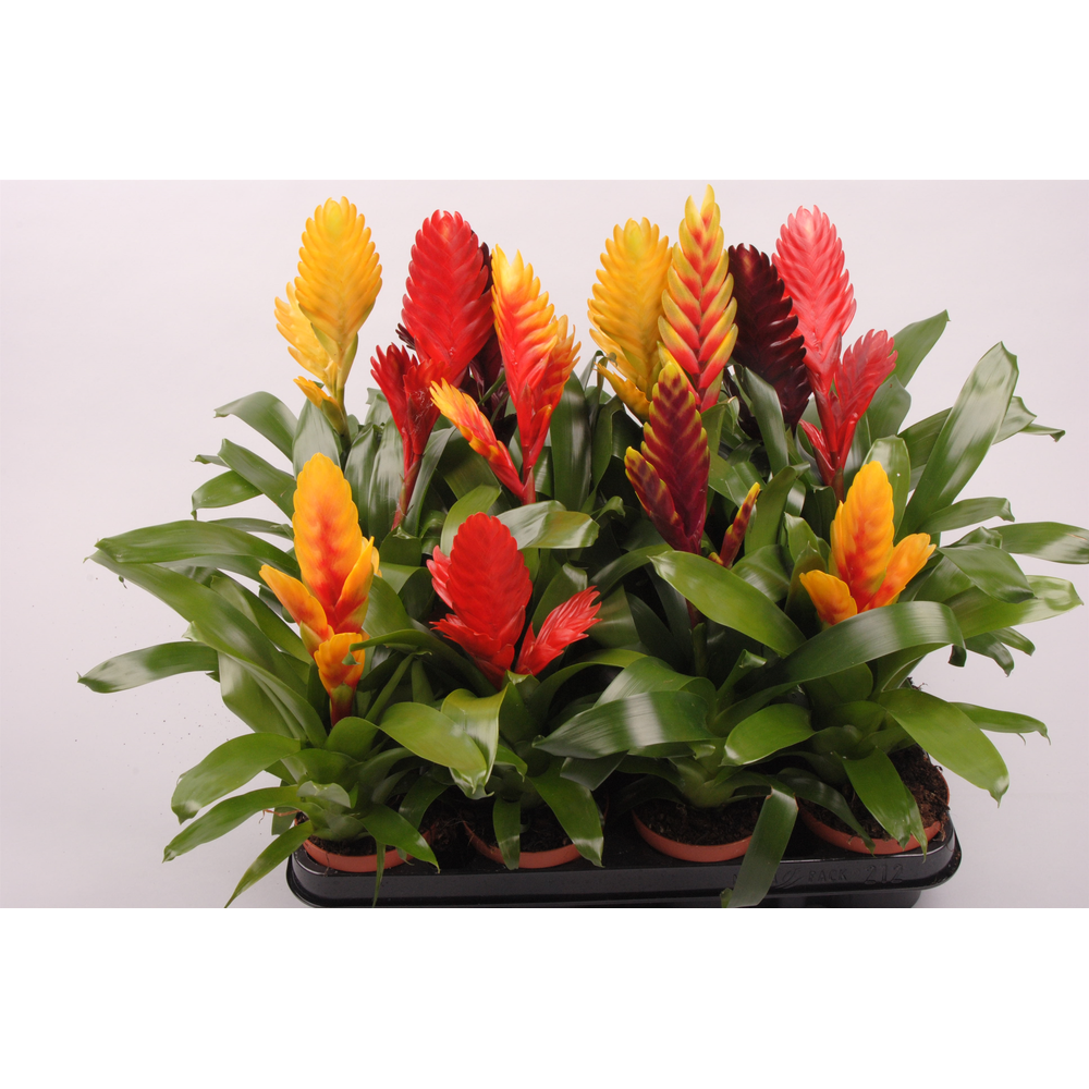 Vriesea Mix.