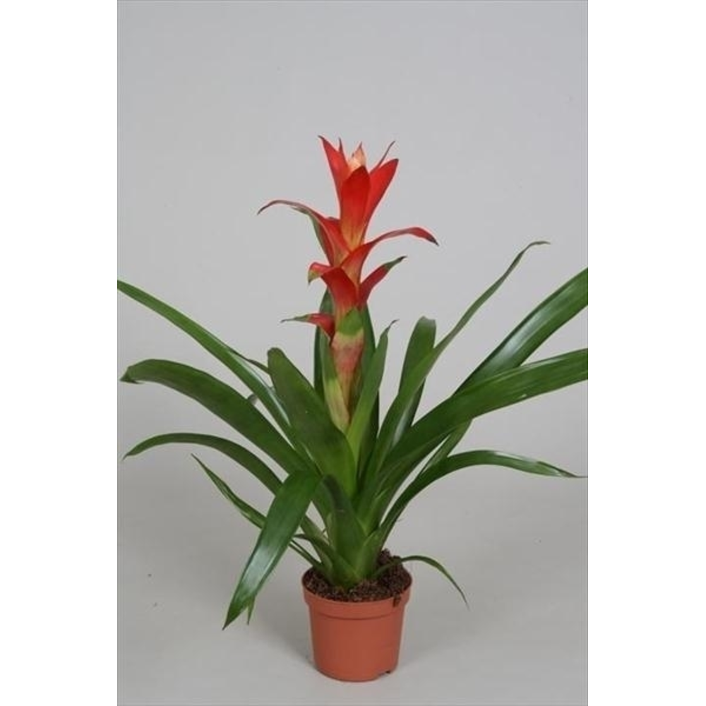 Guzmania 'Techno'.