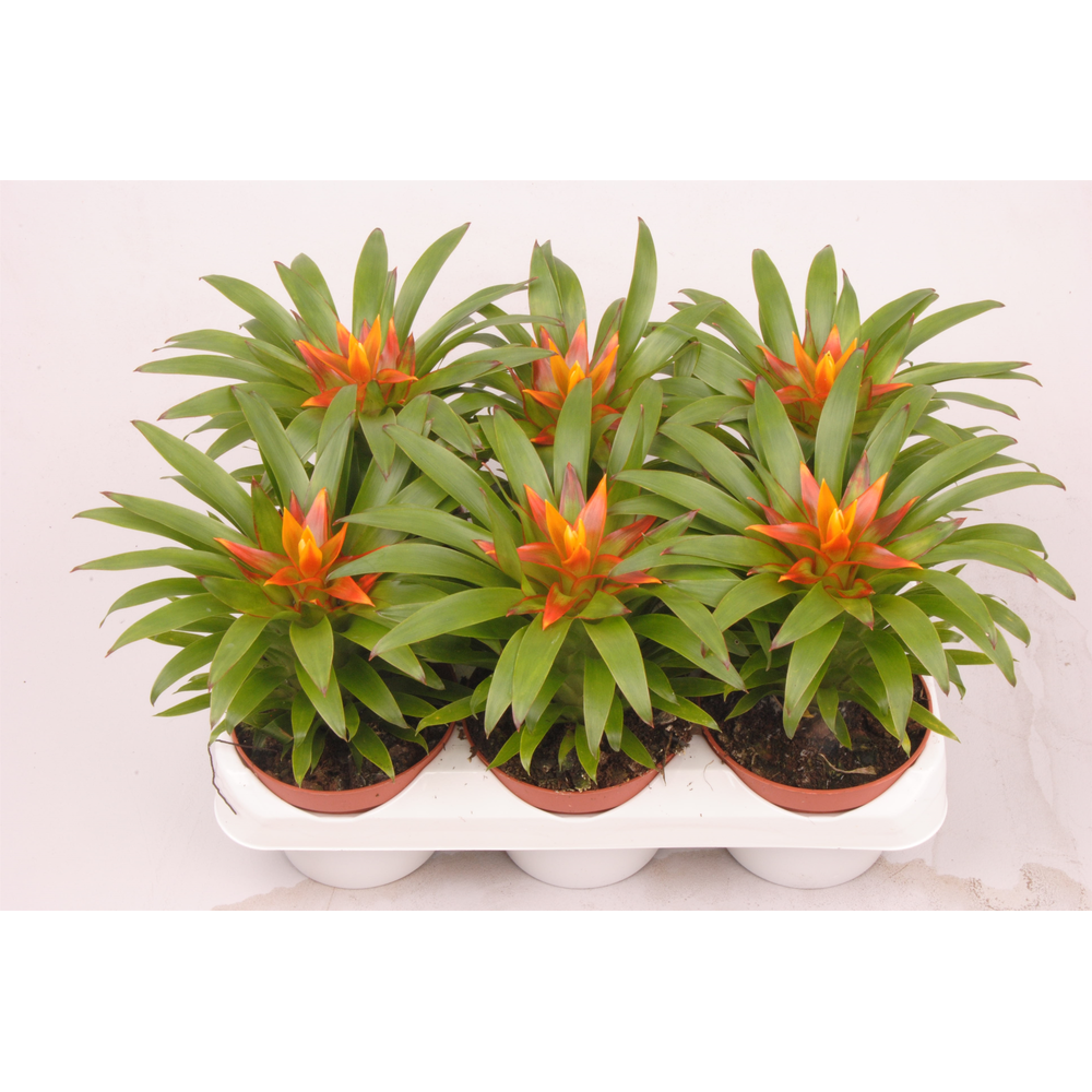 Guzmania Theresa.