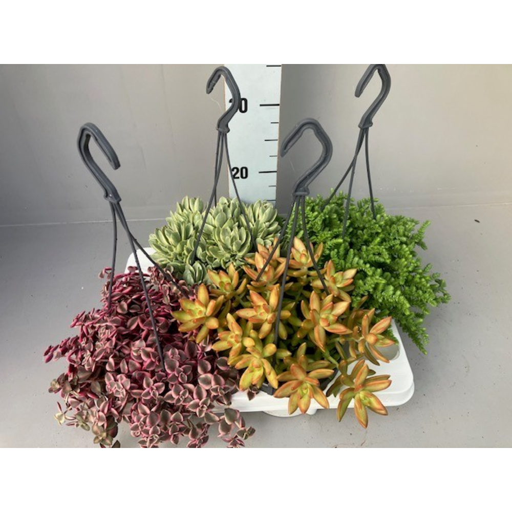 Succulenten 4 hangmix.