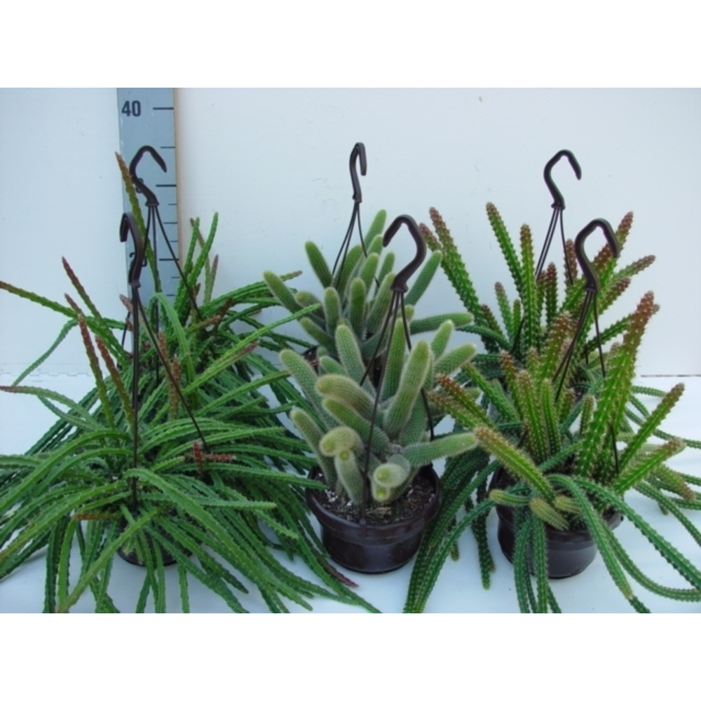 Aporocactus mix.