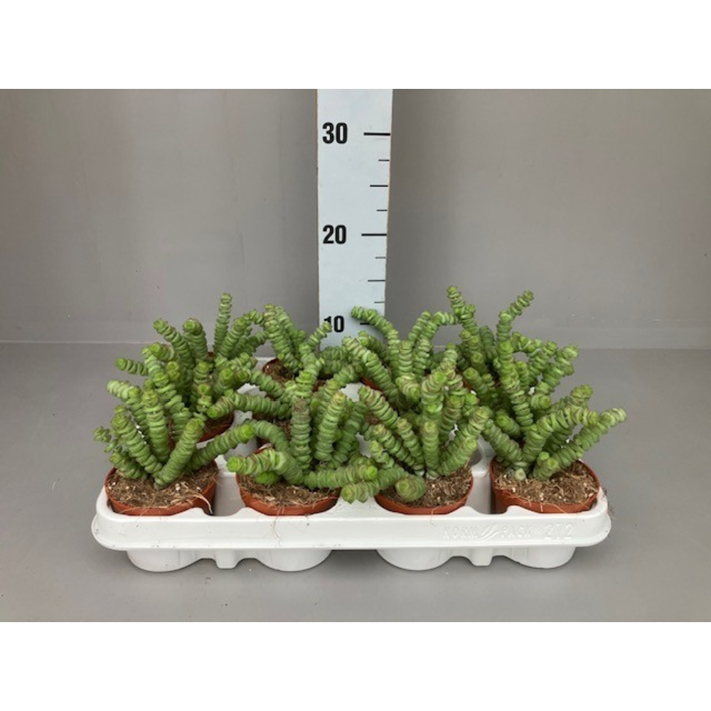 Crassula hottentot.