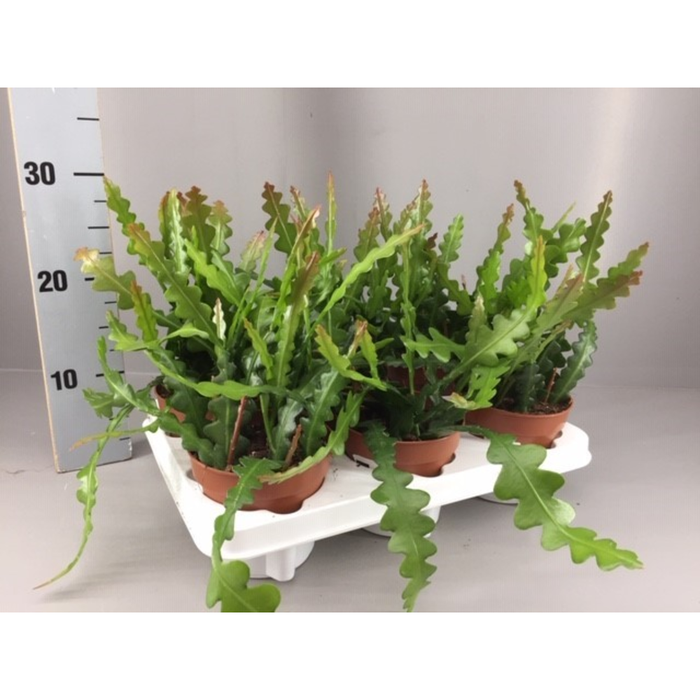 Epiphyllum anguliger.