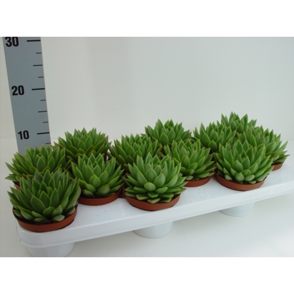 Echeveria agavoides.