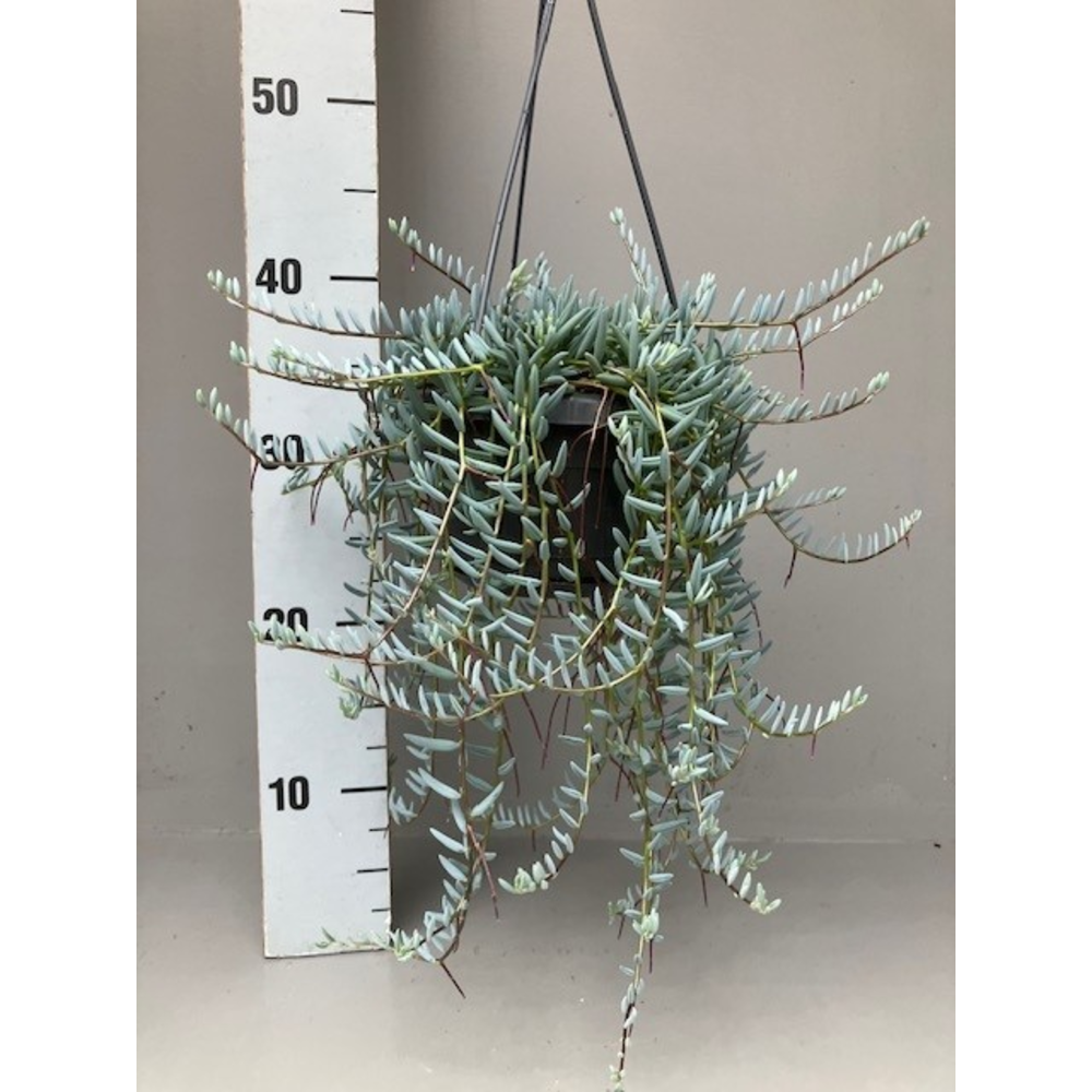 Senecio halianus.
