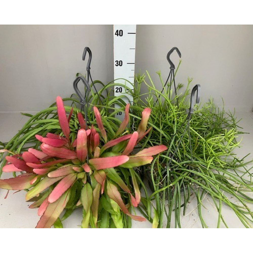 Rhipsalis 5 gemengd.
