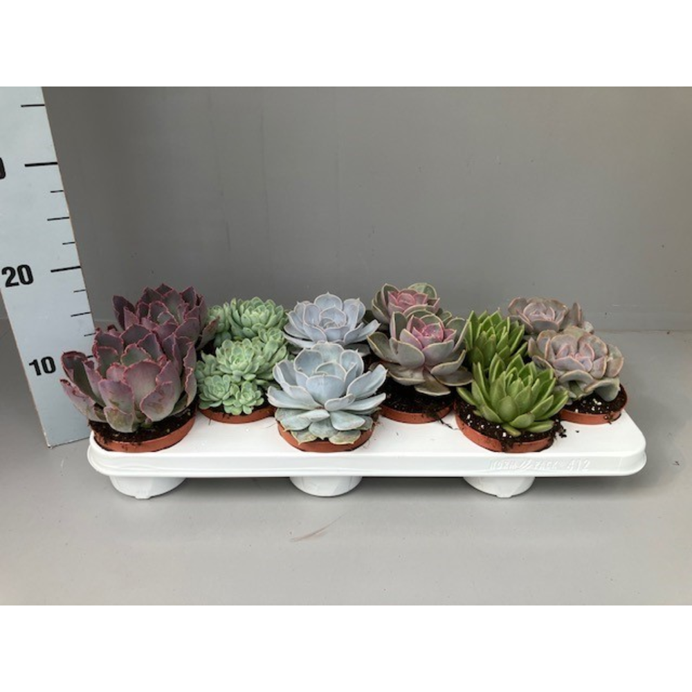 Echeveria gemengd.