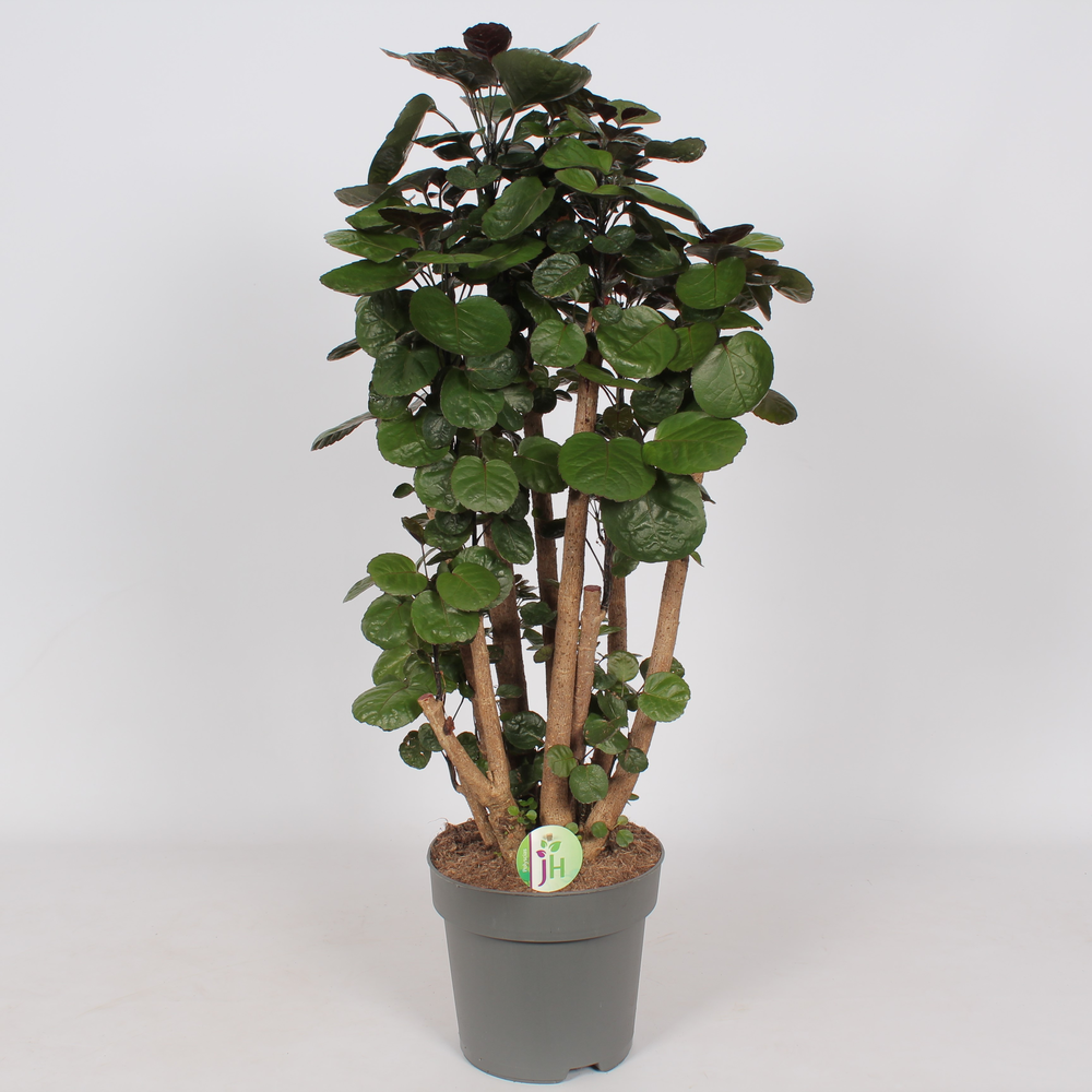 Polyscias 'Fabian'.