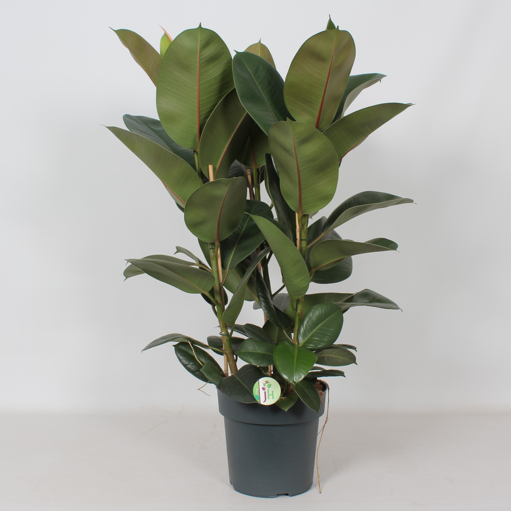 Ficus 'Robusta'.