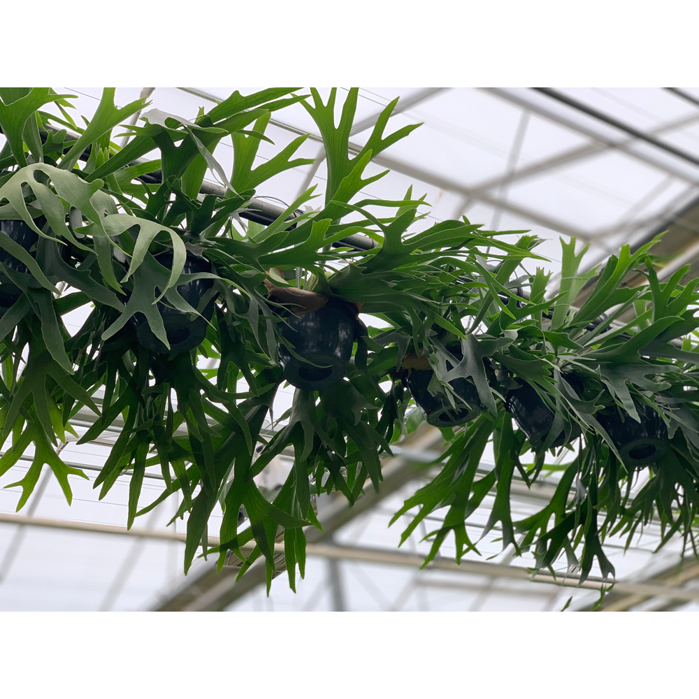 Platycerium Bifurcatum.