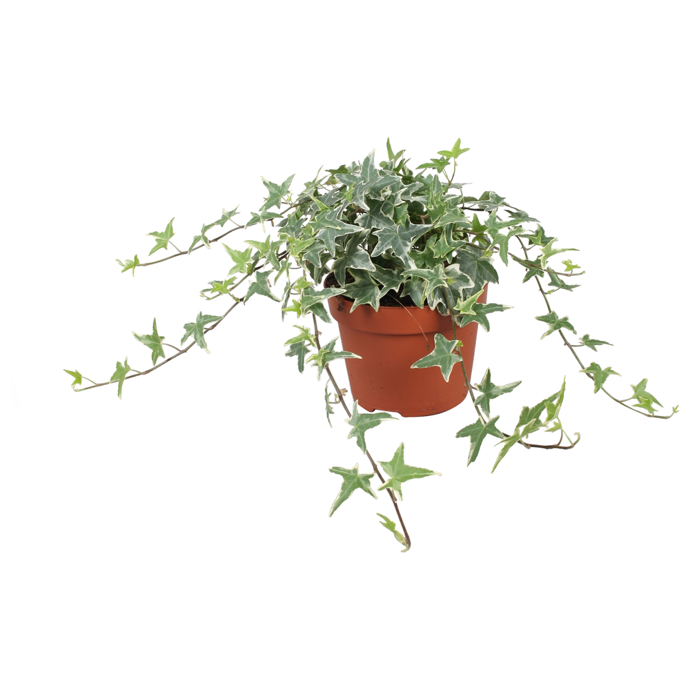 Hedera helix Mona Lisa.