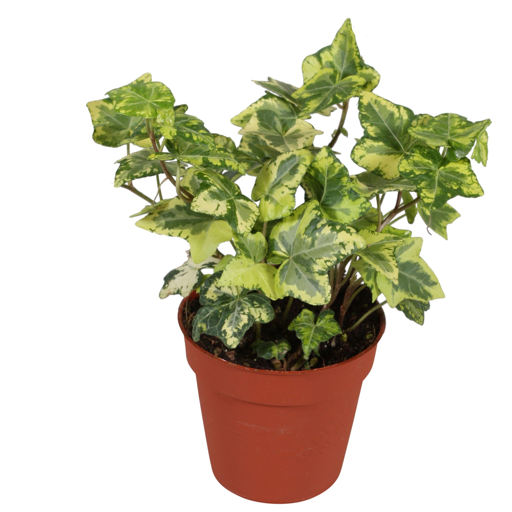 Hedera helix Golden Kolibri.