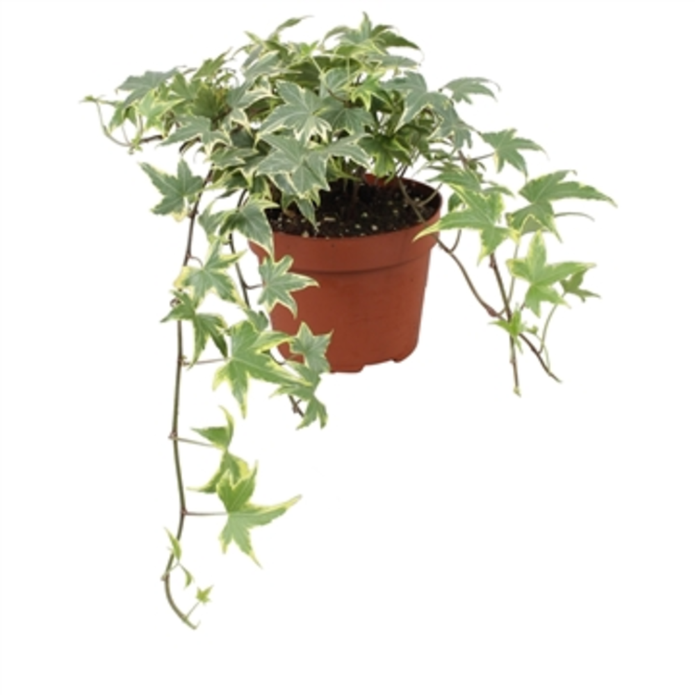 Hedera helix Yellow Ripple.