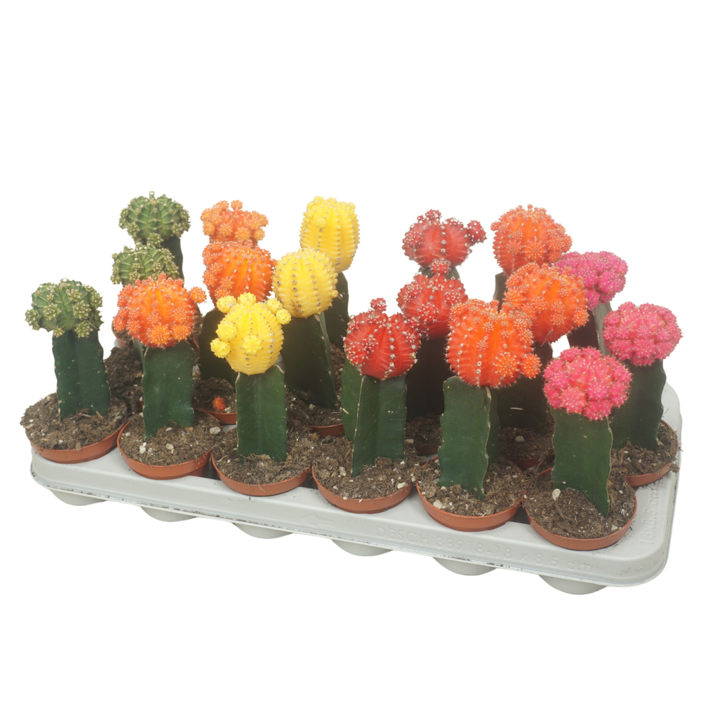 Gymnocalycium geënt mix 8,5 cm.
