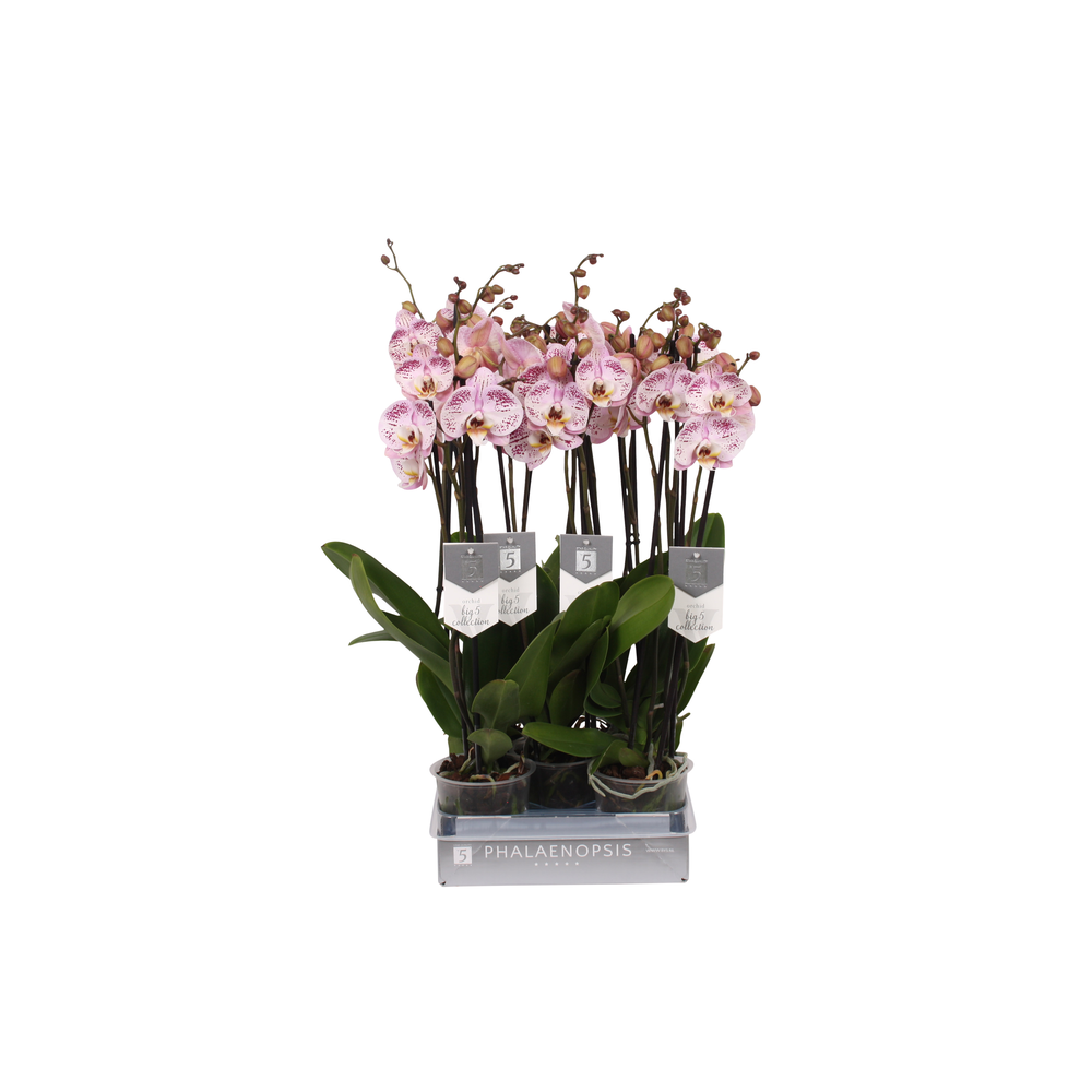 Phalaenopsis Spotted World, 3-spike 22+.