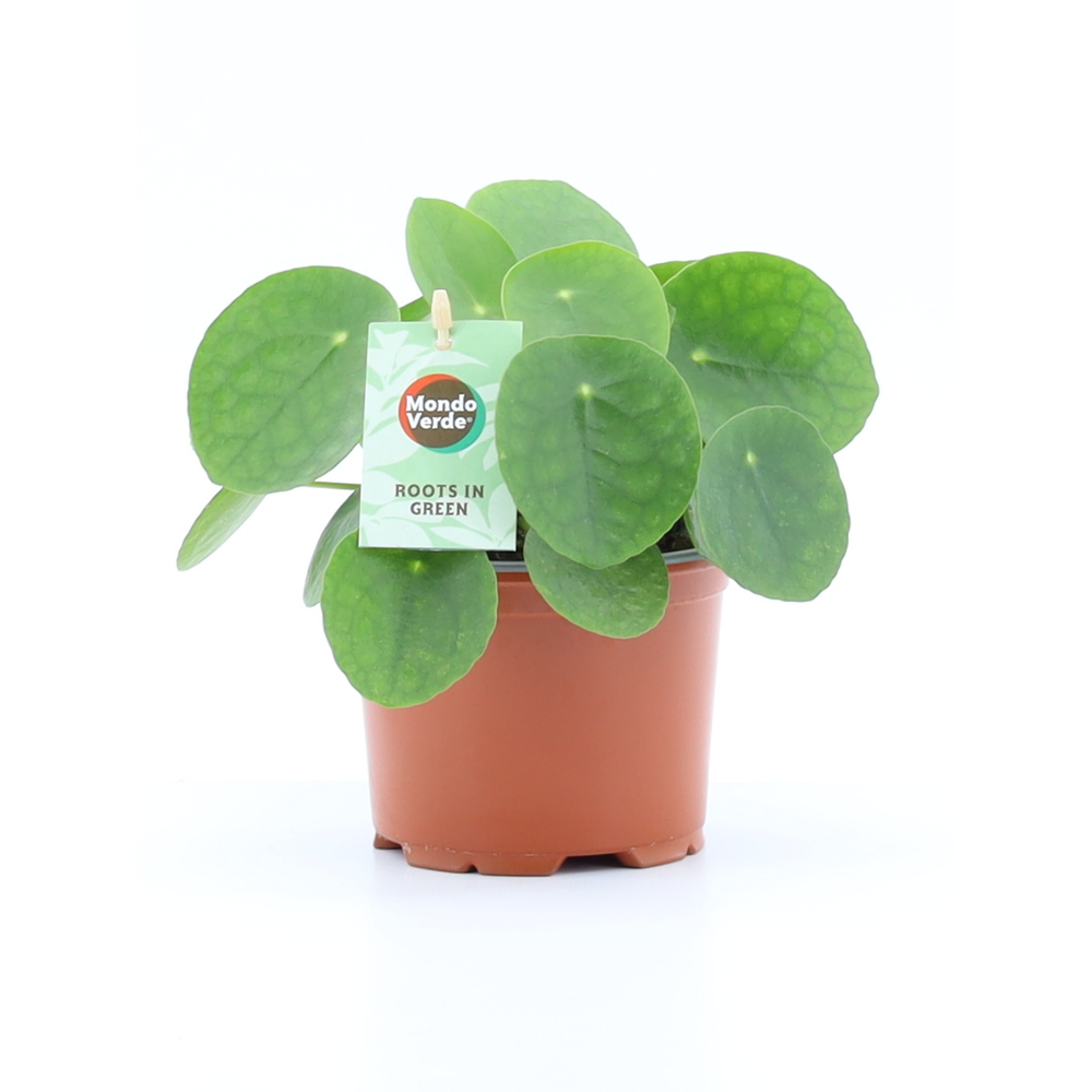 Pilea Peperomioides.