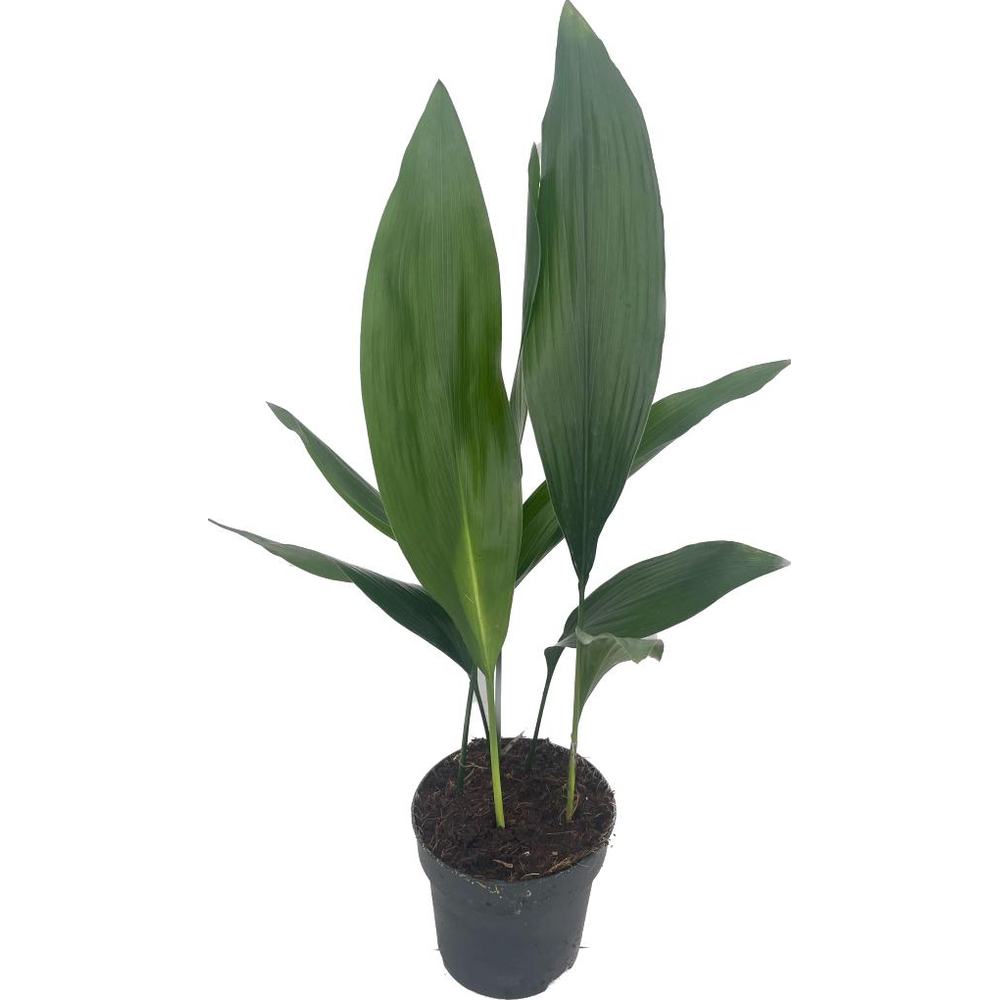 Aspistra eliator.