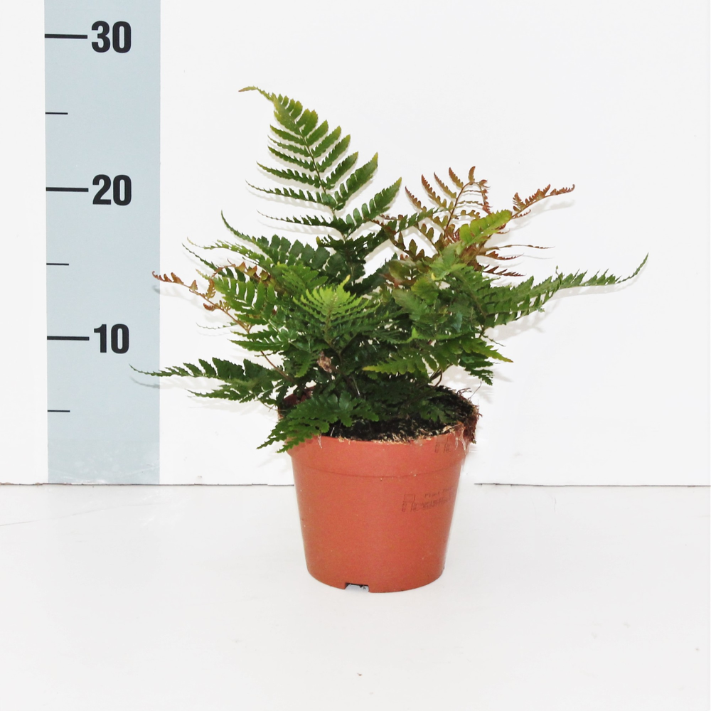 Dryopteris Erythrosora 'Prolifica' (Winterhard).