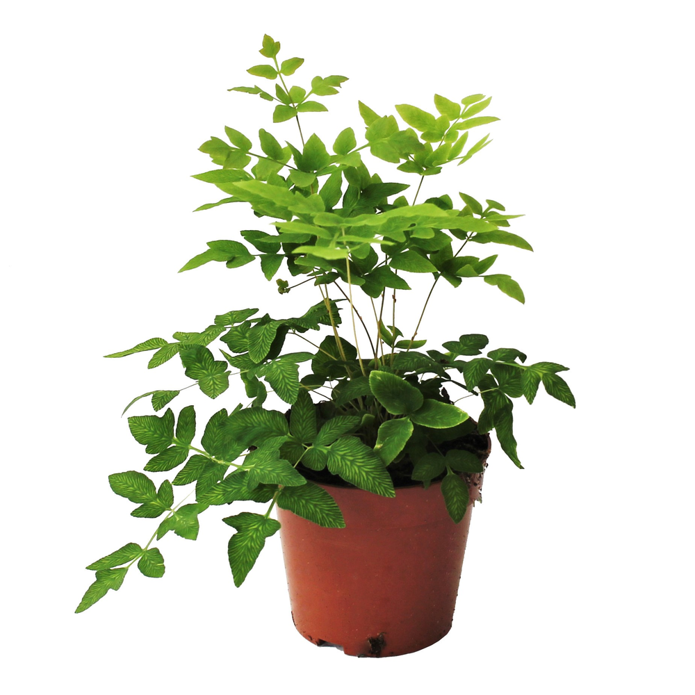 Osmunda Regalis (Winterhard).