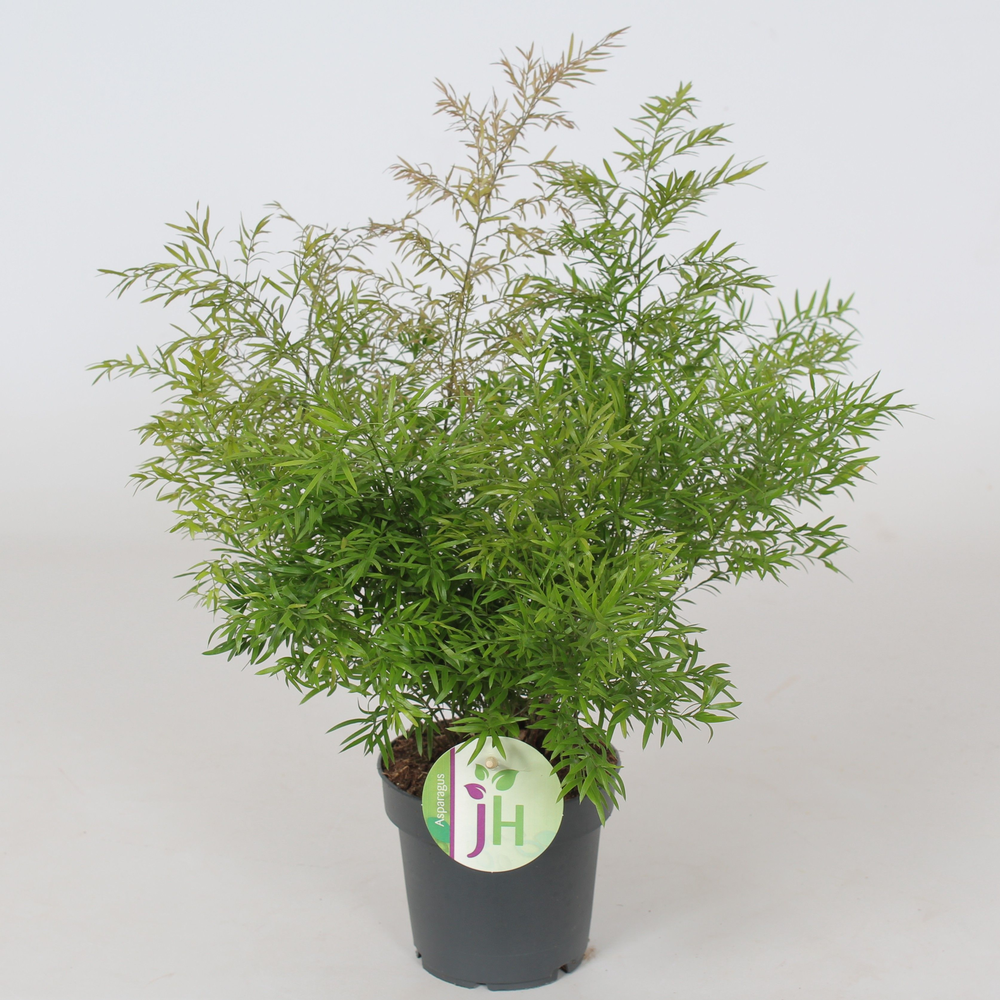 Asparagus 'Cwebe'.
