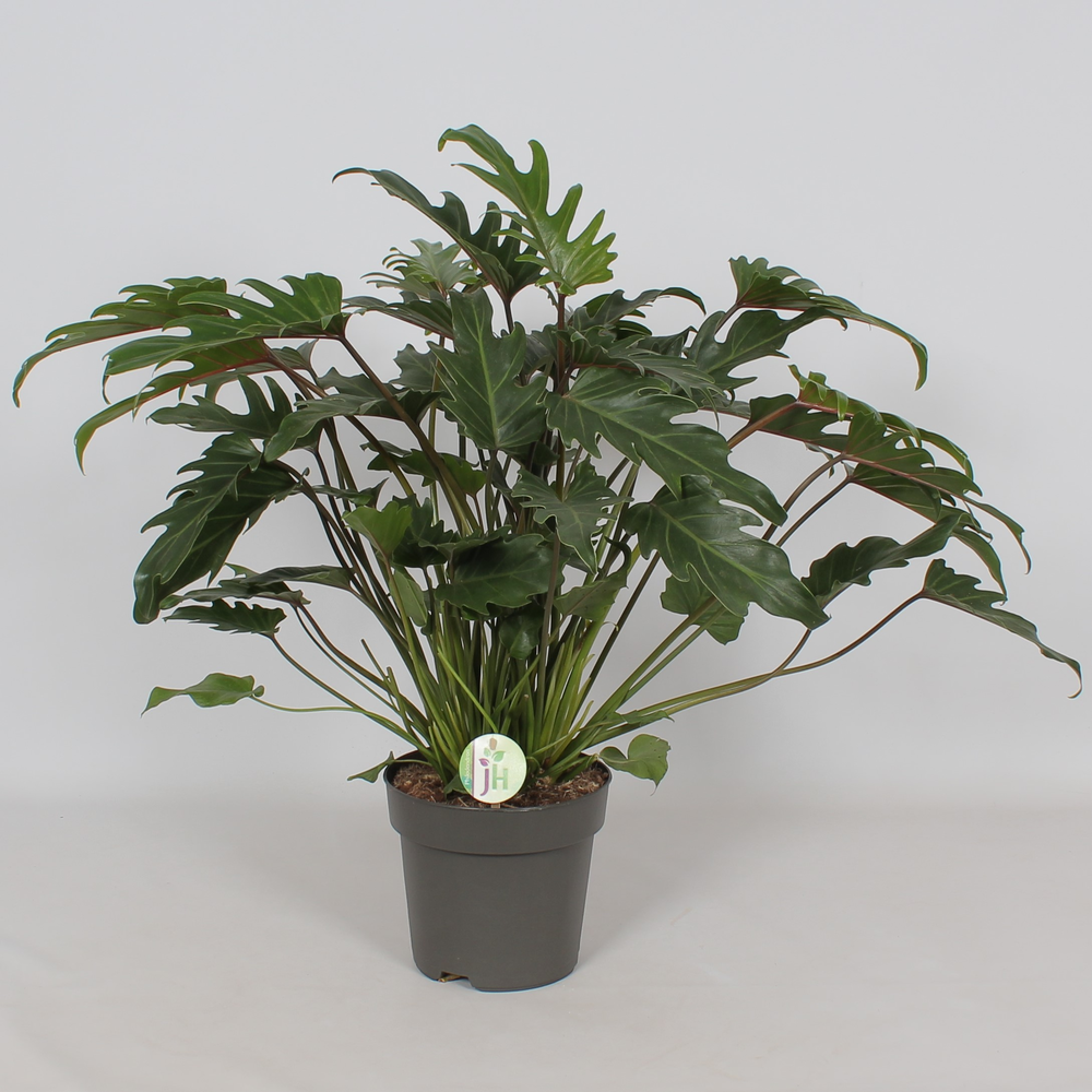 Philodendron 'Xanadu'.