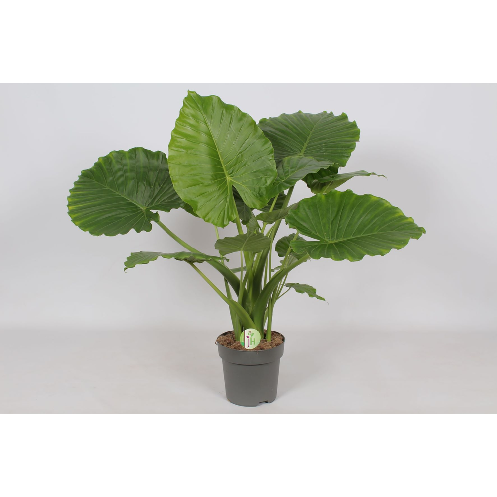 Alocasia Gageana 'California'.