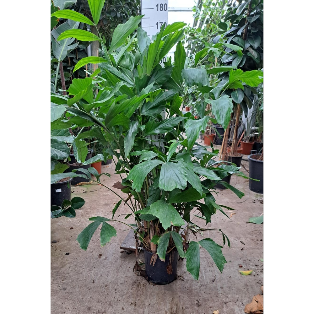 Caryota Mitis bush 160.