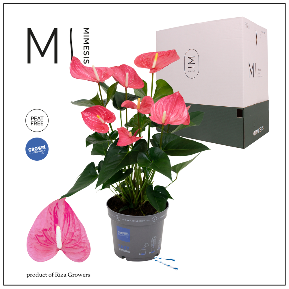 Mimesis Anthurium KARMA Maine - 17cm.