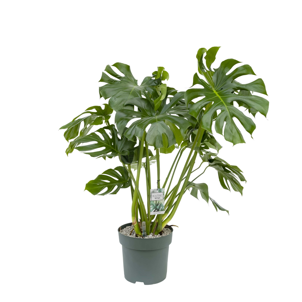 Monstera Deliciosa.
