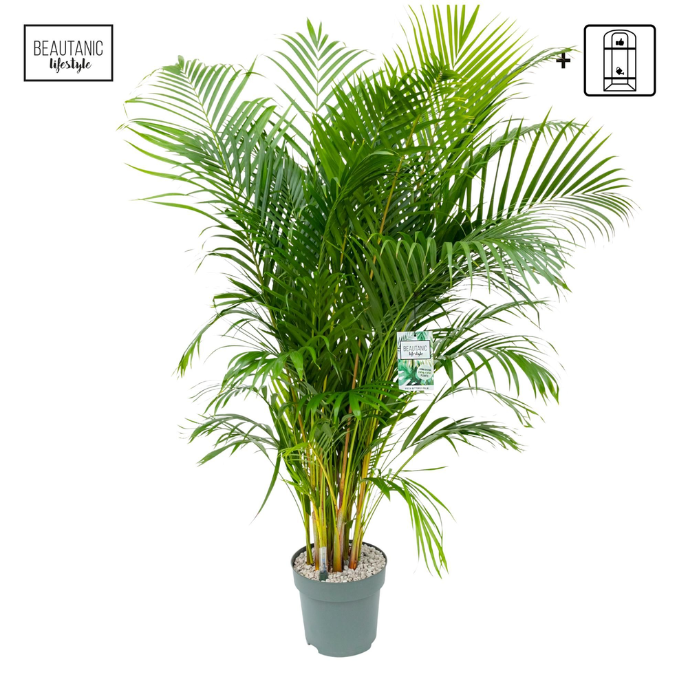 Dypsis Lutescens.