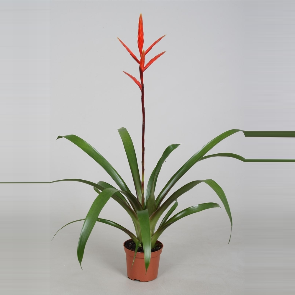 Vriesea 'Elan'.