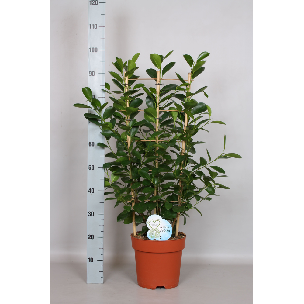 Ficus Moclamé Rek - Green4life.