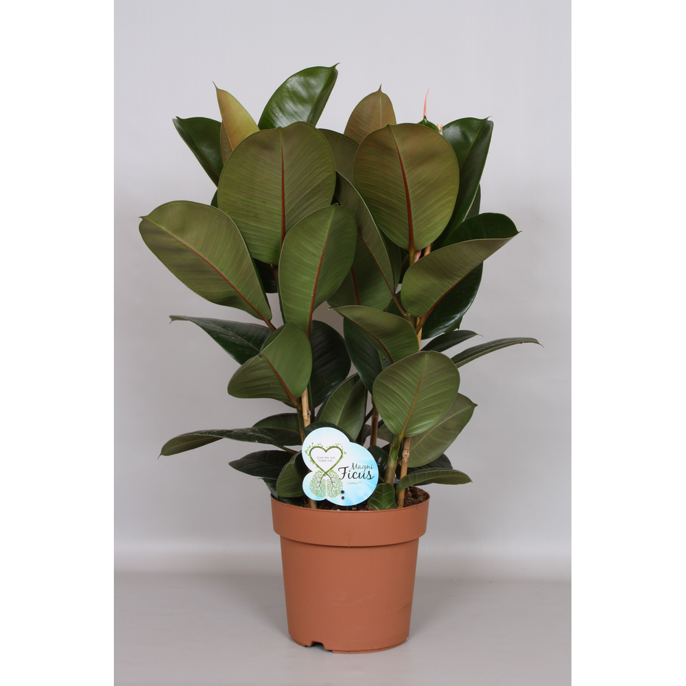 Ficus Robusta Toef - Green4life.