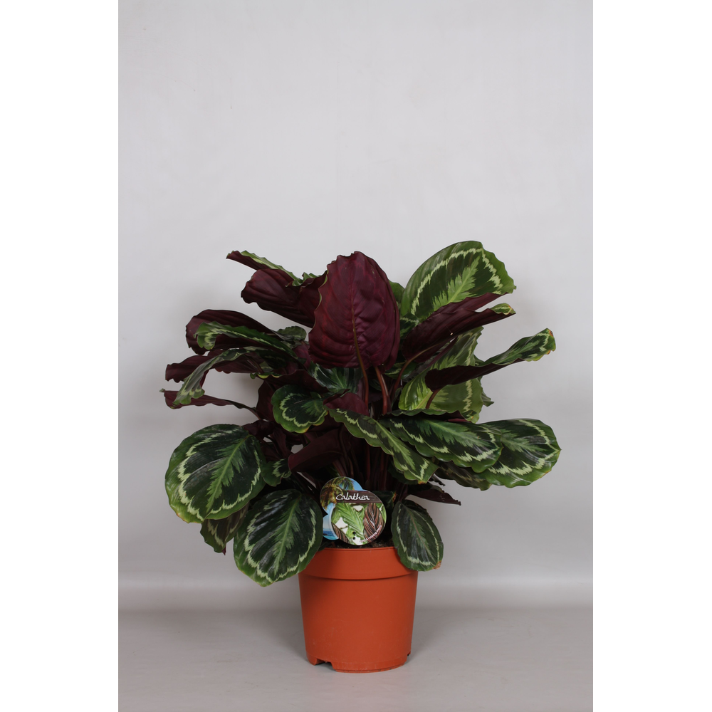 Calathea Medaillon - Green4life.