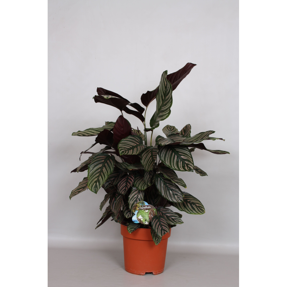 Calathea Ornata Sanderiana - Green4life.