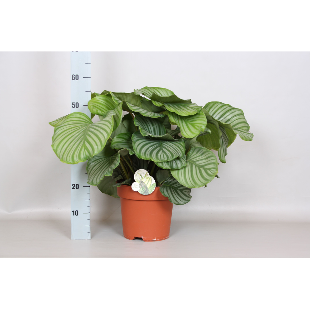 Calathea Orbifolia - Green4life.