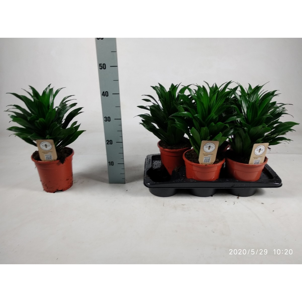 Dracaena Compacta kopstek 45cm.