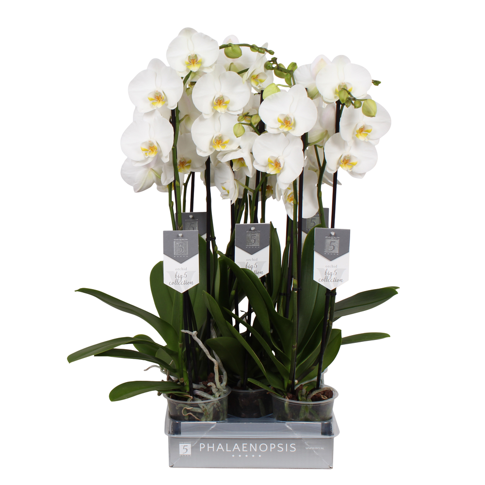 Phalaenopsis Nottingham, 3-spike 22+.