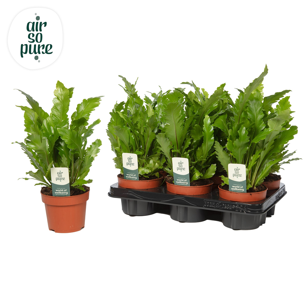 Asplenium Campio - Air So Pure.