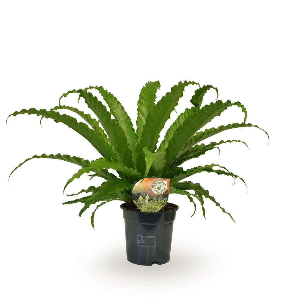 Asplenium Osaka.