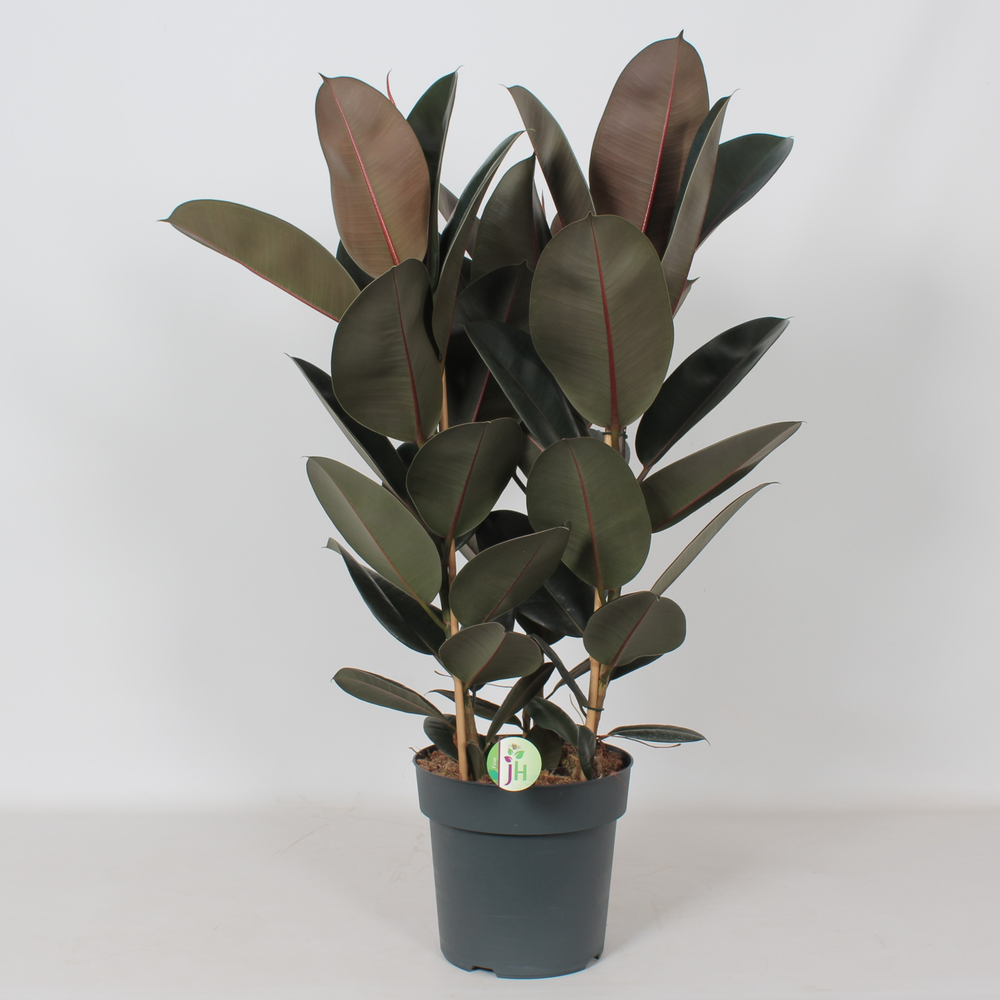 Ficus 'Abidjan'.