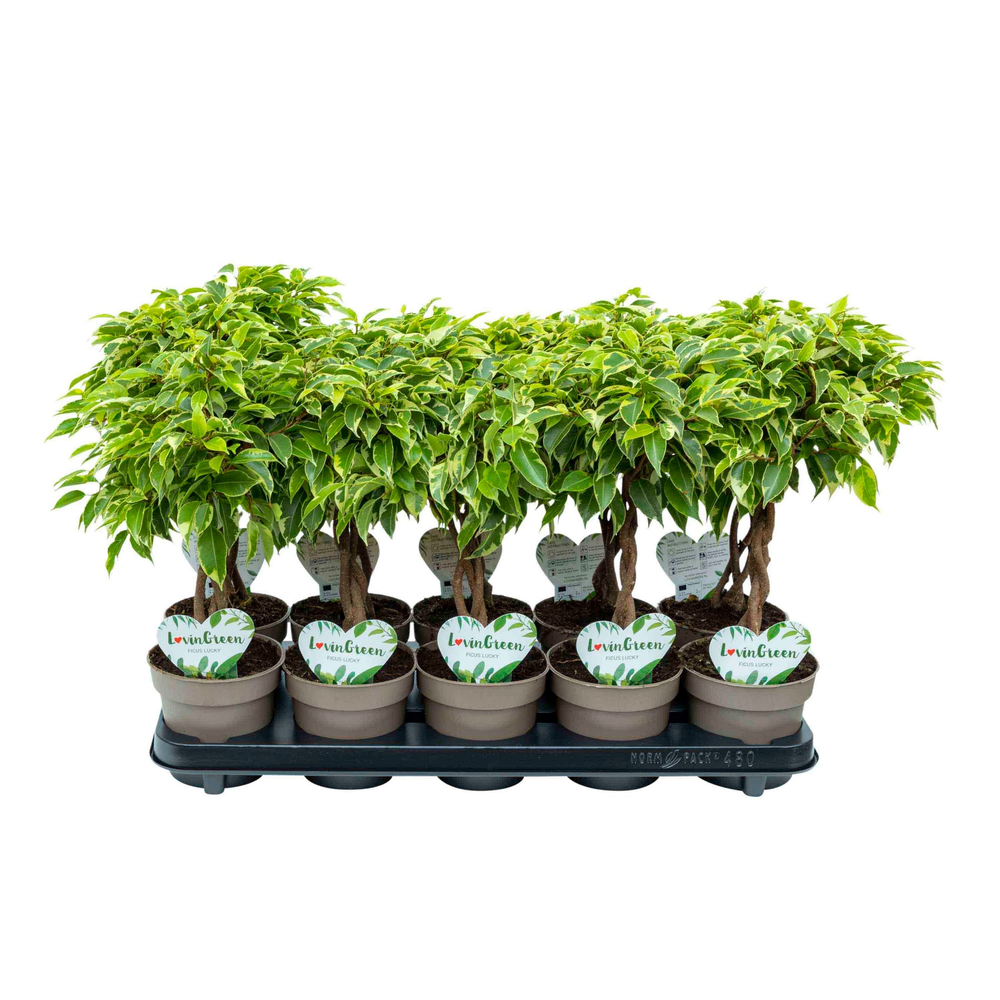 Ficus Bushy King gevlochten.