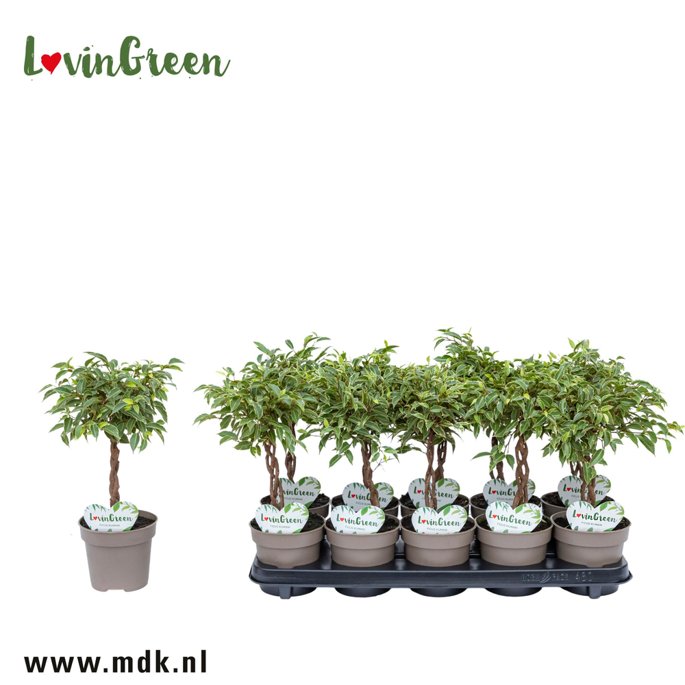 Ficus Kumani Gevlochten.
