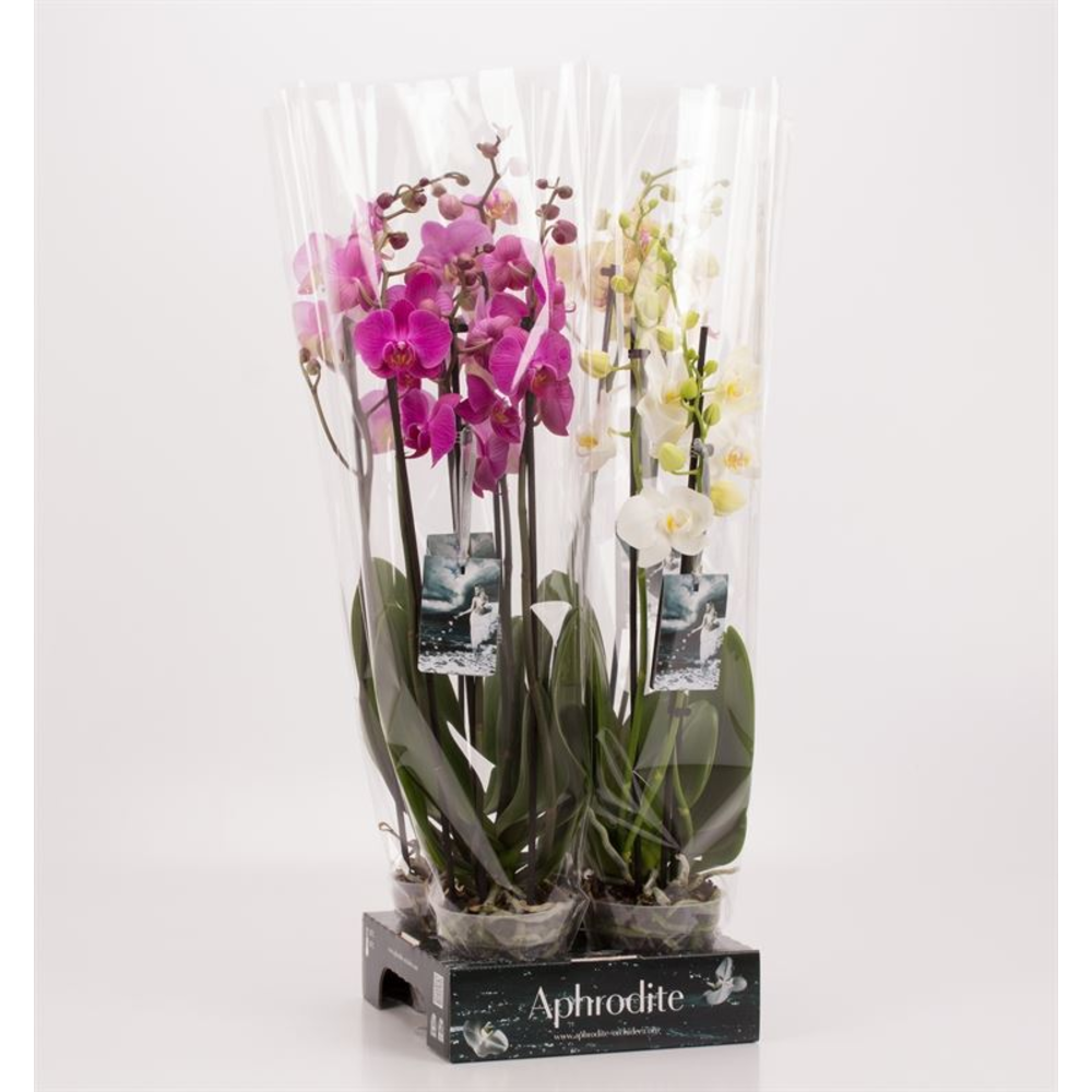 Phalaenopsis gemengd 3 tak Mix Goddess.