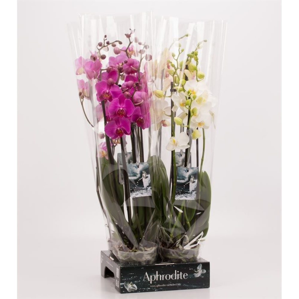 Phalaenopsis gemengd 4 tak gemengd Goddess.