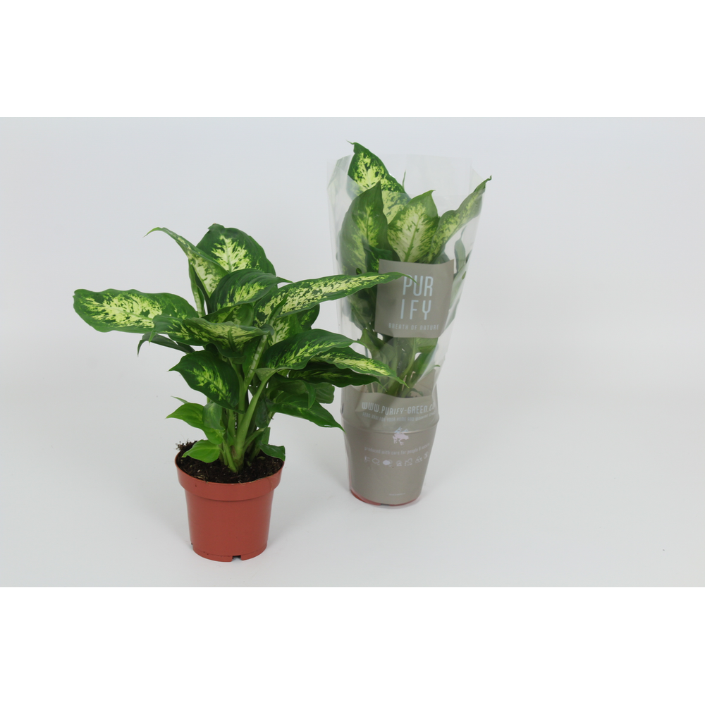 Purify Dieffenbachia Compacta 12 cm.