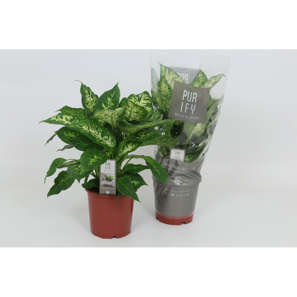 Purify Dieffenbachia Compacta 17 cm.